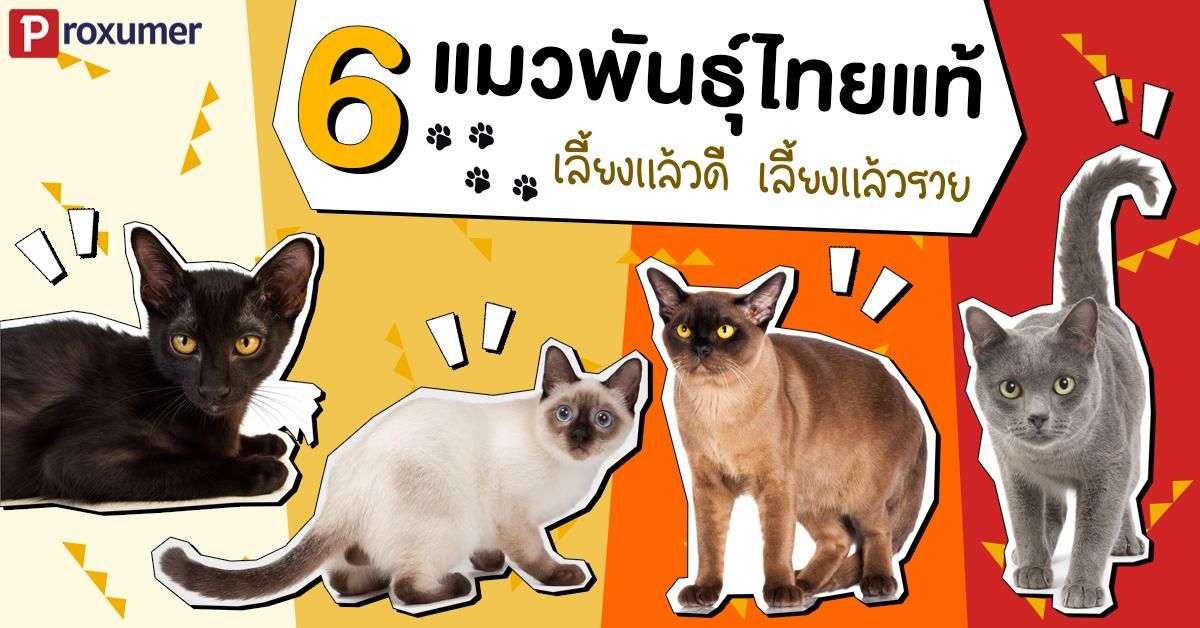 รวม) 6 แมวไทย พันธุ์แมวมงคล เลี้ยงแล้วดี เลี้ยงแล้วรวย ! 2019 - Sale Here