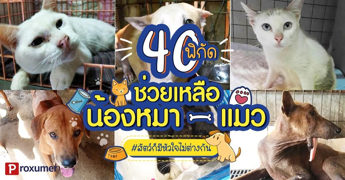 40 พิกัด ช่วยเหลือหมา-แมว เพิ่มแต้มบุญ มาช่วยน้องกัน ! - Sale Here