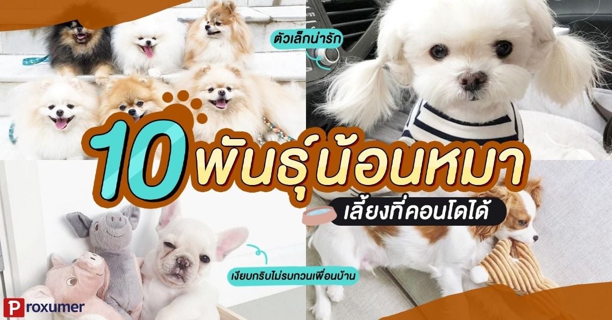 รวม 10 พันธุ์น้องหมา ตัวเล็กน่ารัก เลี้ยงที่คอนโดได้ ! กรกฎาคม 2023 - Sale  Here