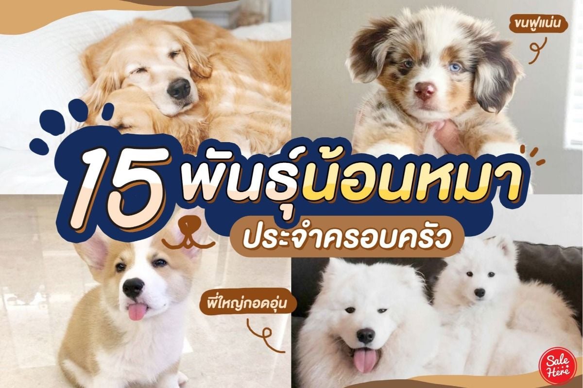 รวม 15 พันธุ์น้องหมา ประจำครอบครัว น่ารัก น่าเลี้ยง - Sale Here