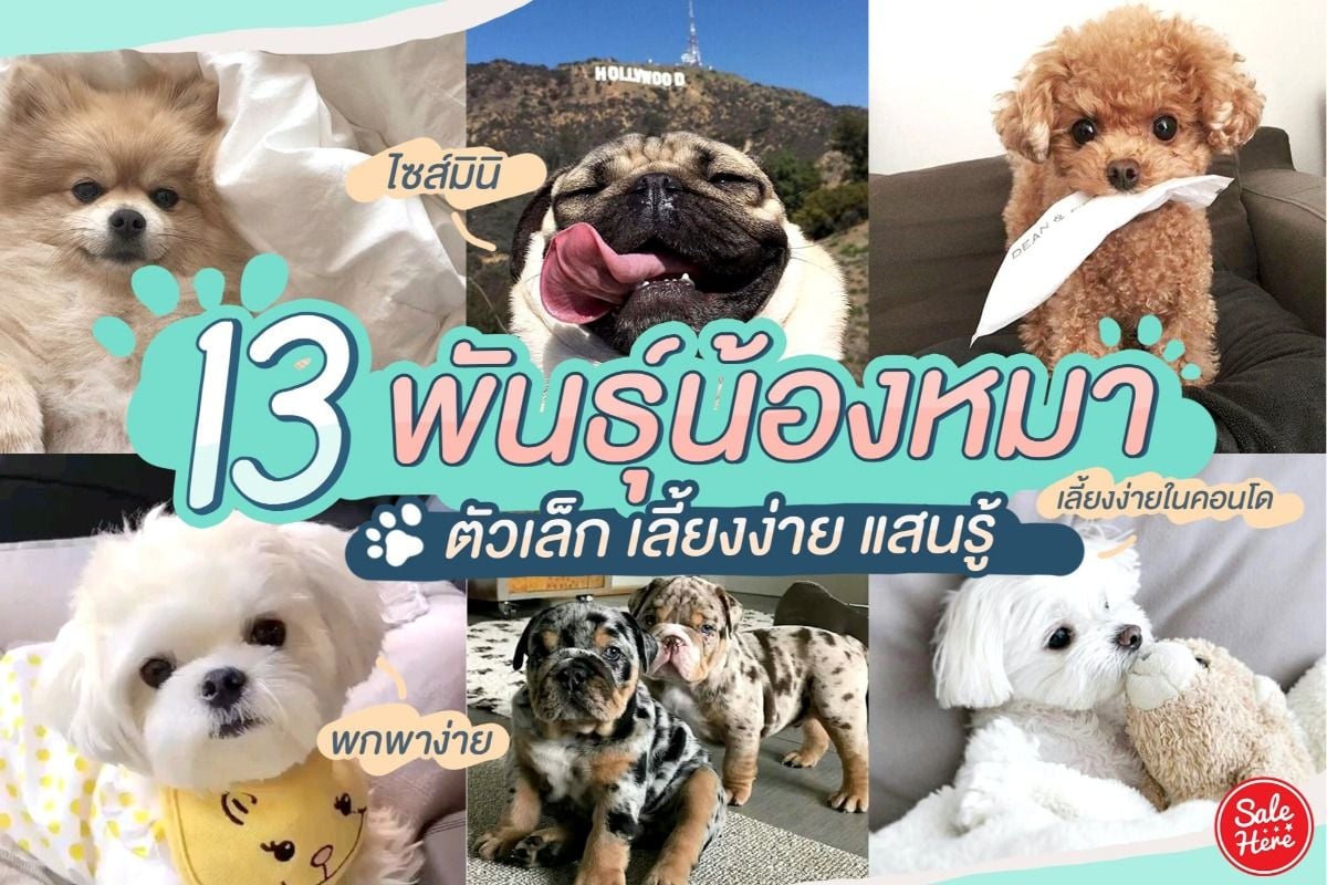 13 พันธ์น้องหมา ไซส์มินิ เลี้ยงง่าย แสนรู้ ! เมษายน 2020 - Sale Here