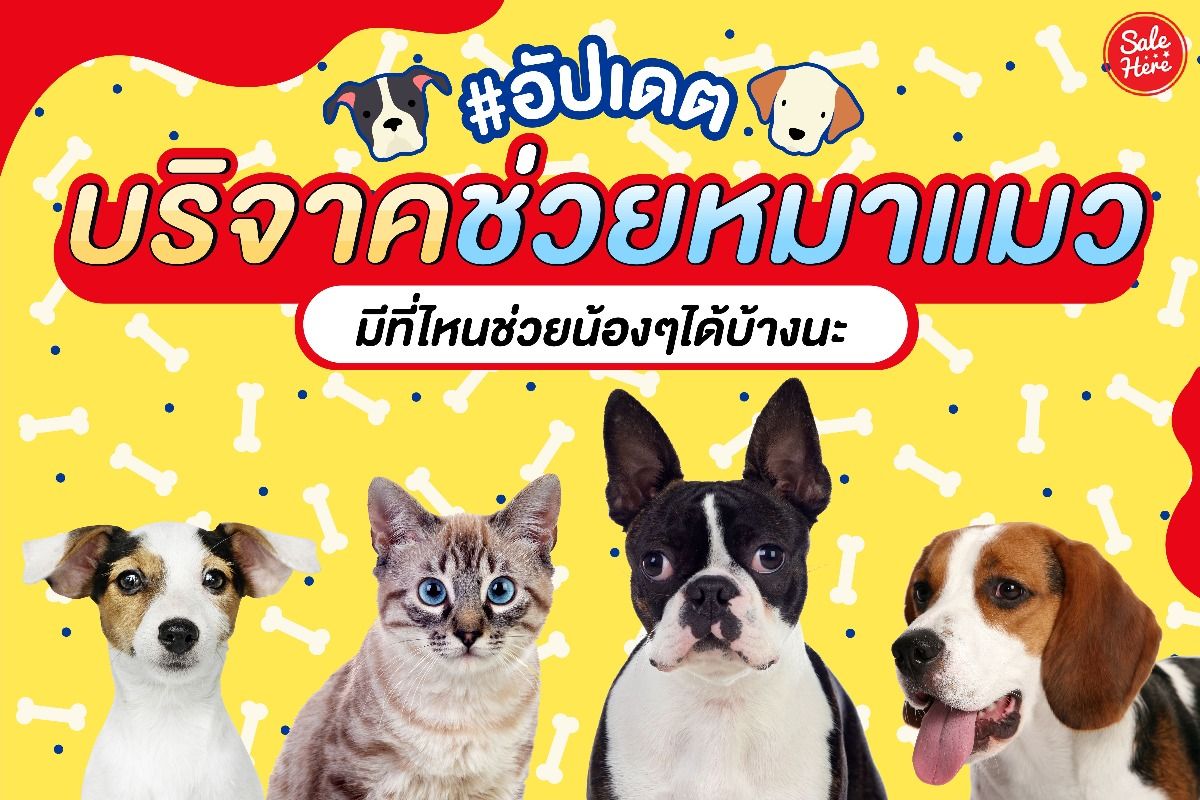 รวมพิกัด บริจาคช่วยหมาแมว ร่วมทำบุญช่วยน้องๆ กัน กรกฎาคม 2023 - Sale Here