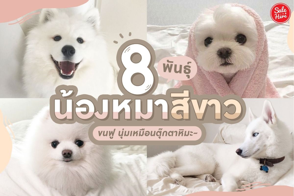 รวม 8 พันธุ์น้องหมาสีขาว ขนฟู นุ่มเหมือนตุ๊กตาหิมะ กรกฎาคม 2023 - Sale Here