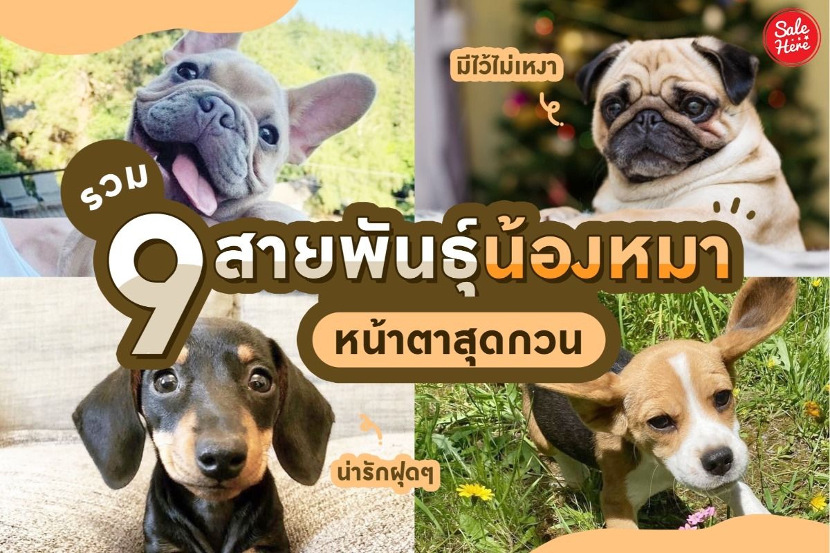 แชร์ลิสต์ 9 สายพันธุ์น้องหมา หน้าตาสุดกวน แต่ชวนให้หลงรัก ~ ! - Sale Here