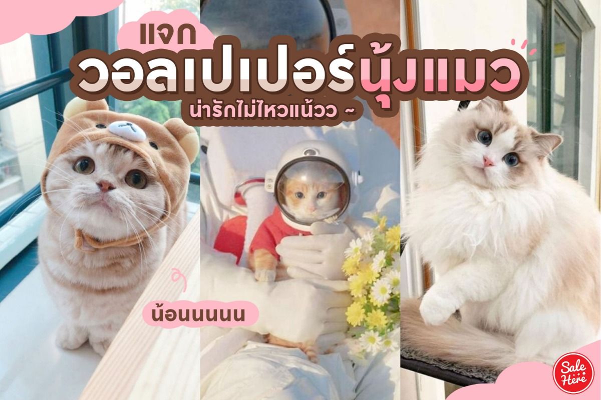 แจก วอลเปเปอร์แมว ตั้งน้องเป็นพื้นหลัง งื้อออ น่ารักฝุดๆ November 2019 -  Sale Here