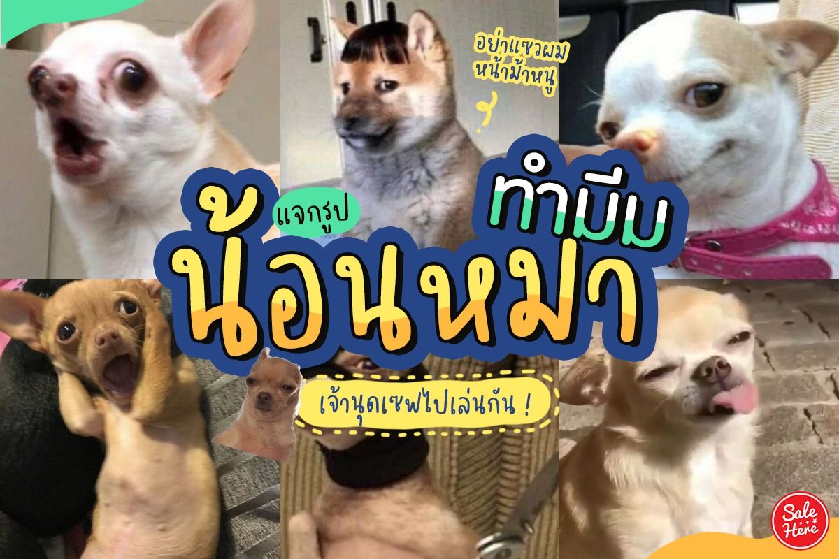 แจกรูป มีมน้องหมา เซฟไปเล่นแก้เครียดกัน ! - Sale Here