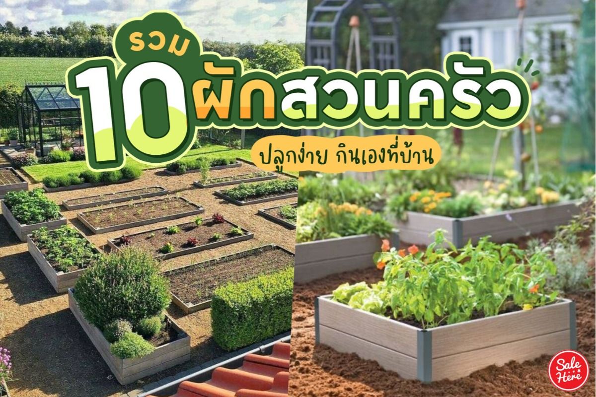 รวม 10 ชนิดผักสวนครัว ปลูกง่าย กินเองที่บ้าน พฤษภาคม 2021 - Sale Here