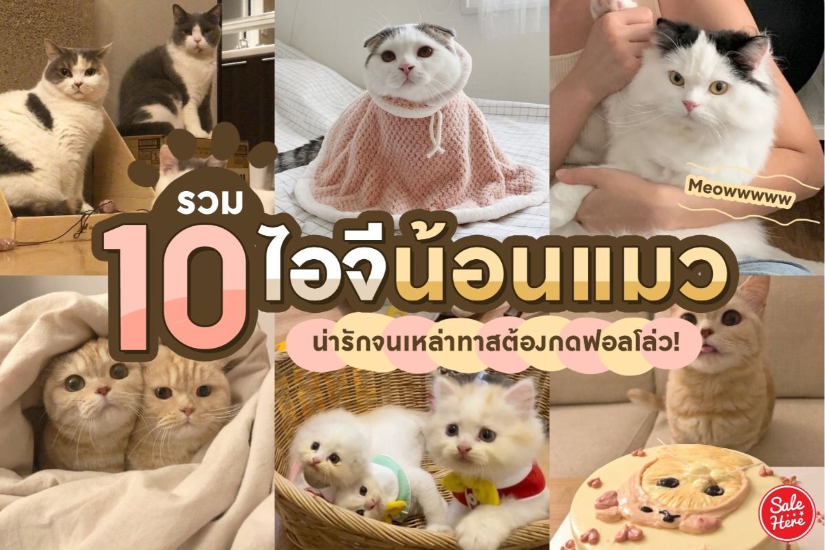 รวม 10 ไอจีน้อนแมวสุดน่ารัก จนเหล่าทาสต้องกดฟอลโล่ว! พฤษภาคม 2021 - Sale  Here