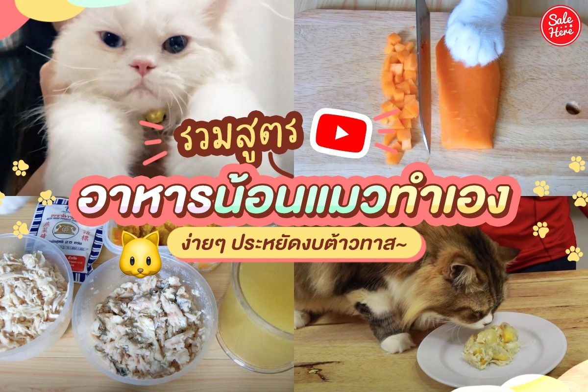 รวมสูตร อาหารแมวทำเอง ง่ายๆ ประหยัดงบทาส ! พฤษภาคม 2021 - Sale Here