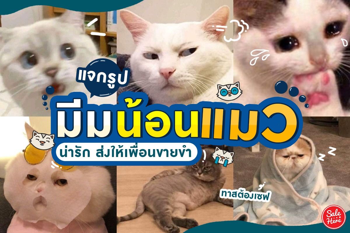 รวมรูป ทำมีมน้องแมว ฮาๆ ตลกไม่หยุด - Sale Here