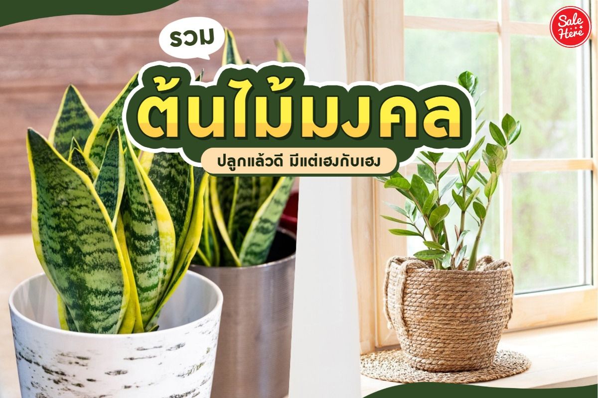 รวม ต้นไม้มงคล ปลูกแล้วดี มีแต่เฮงกับเฮง มิถุนายน 2021 - Sale Here