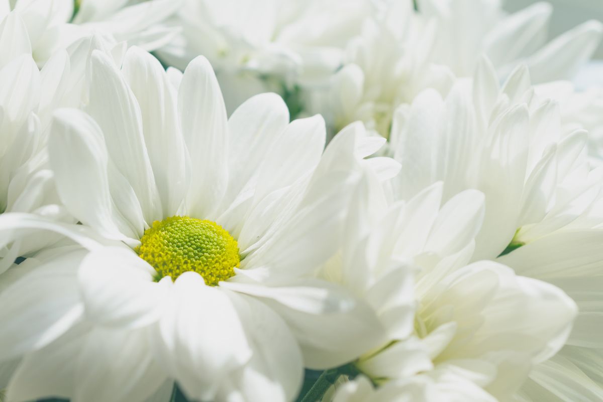 พาส่อง 10 ความหมายดอกไม้สีขาวของไทย กันยายน 2021 - Sale Here
