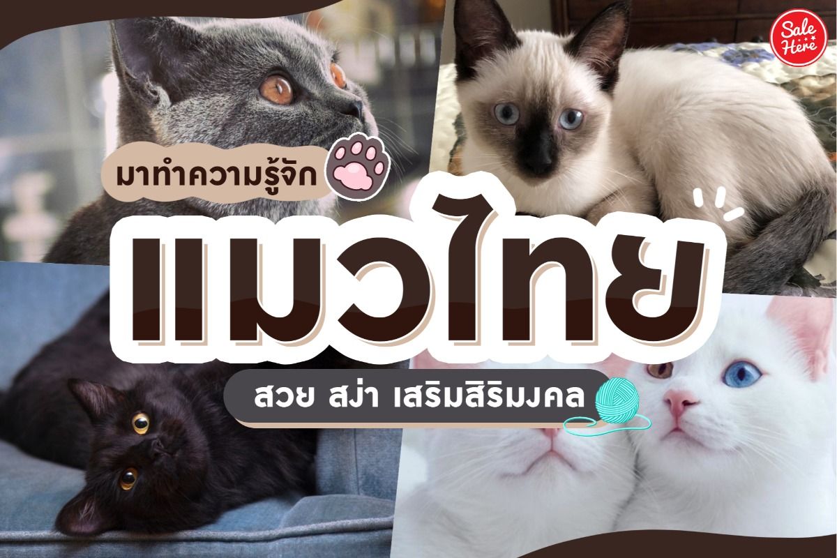 มาทำความรู้จักกับแมวไทย สวย สง่า เสริมสิริมงคล กรกฎาคม พฤศจิกายน 2021 -  Sale Here