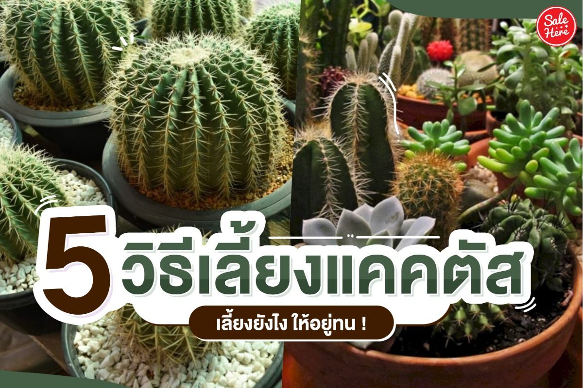 5 วิธีเลี้ยงแคคตัส เลี้ยงยังไง ให้อยู่ทน ! - Sale Here