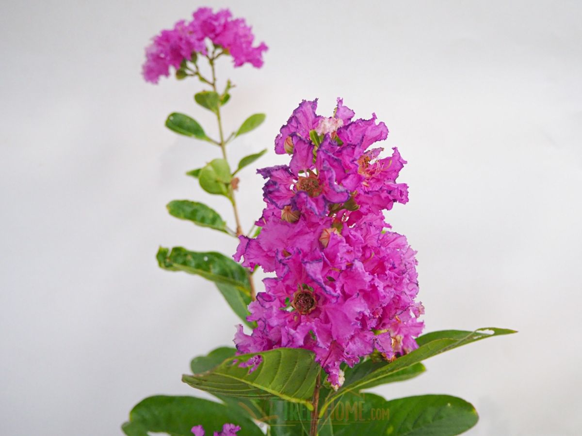 10 สายพันธุ์ ดอกไม้สีม่วง น่าปลูก เพิ่มสีสันให้สวนสวย กรกฎาคม 2021 - Sale  Here