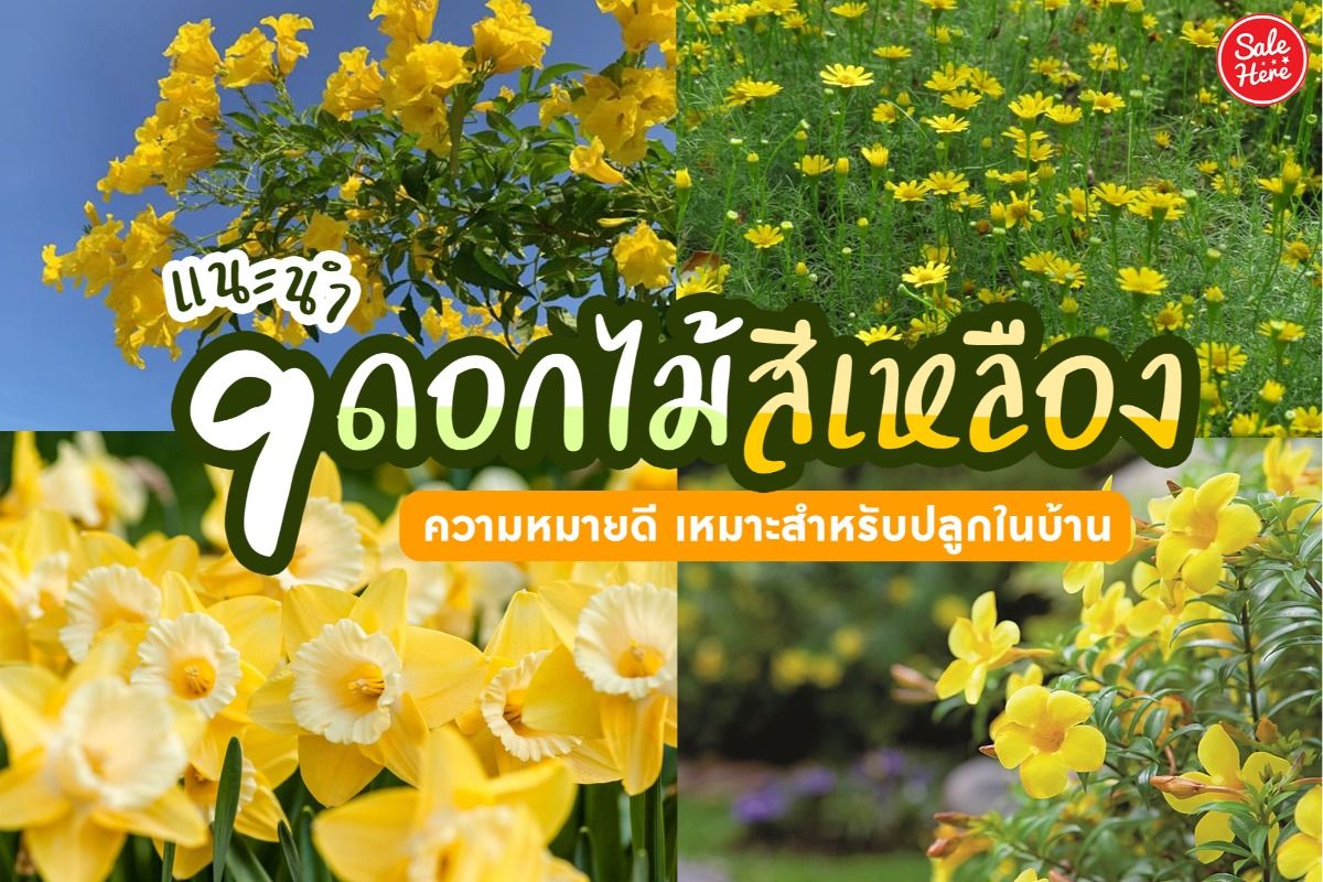 แนะนำ 9 ดอกไม้สีเหลือง ความหมายดี เหมาะสำหรับปลูกในบ้าน กรกฎาคม 2021 - Sale  Here