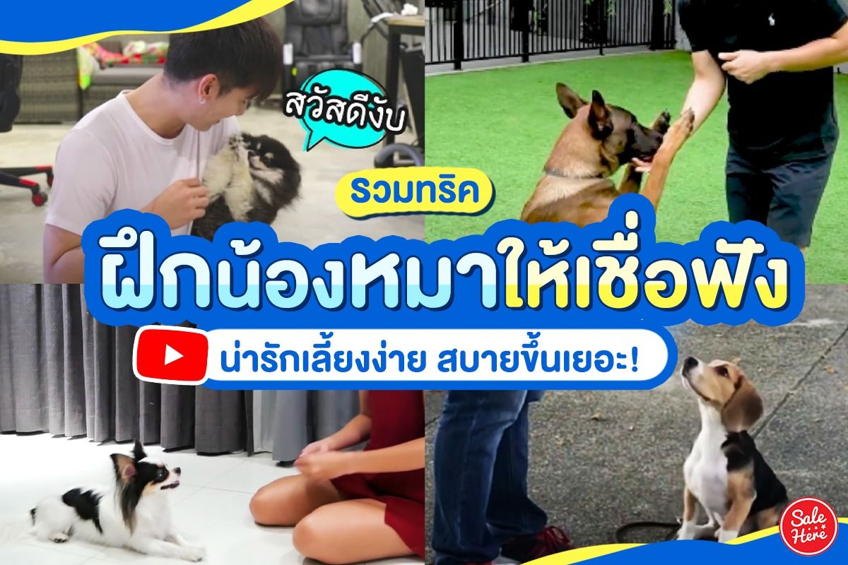 รวมทริค ฝึกน้องหมาให้เชื่อฟัง น่ารักเลี้ยงง่าย สบายขึ้นเยอะ! - Sale Here