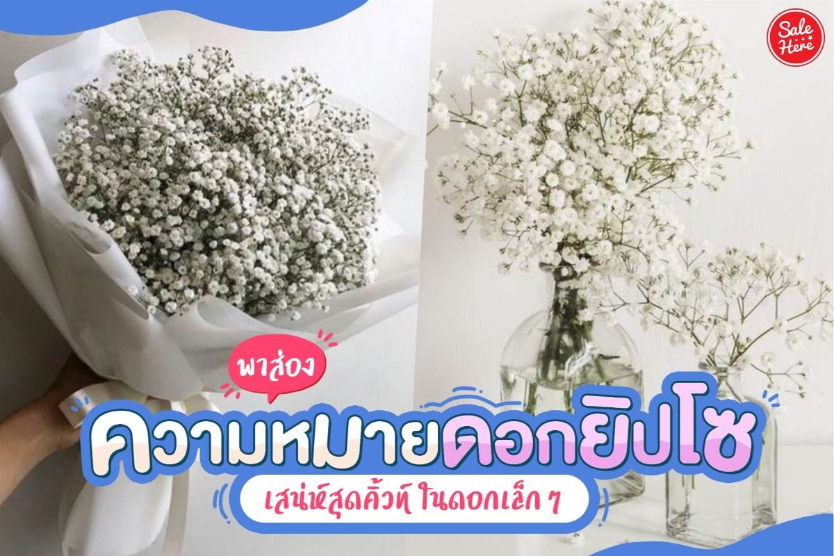 พาส่อง ความหมายดอกยิปโซ เสน่ห์สุดคิ้วท์ ในดอกเล็กๆ สิงหาคม 2021 - Sale Here