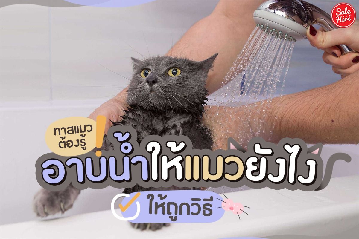 ทาสแมวต้องรู้ อาบน้ำให้แมวยังไงให้ถูกวิธี สิงหาคม 2021 - Sale Here