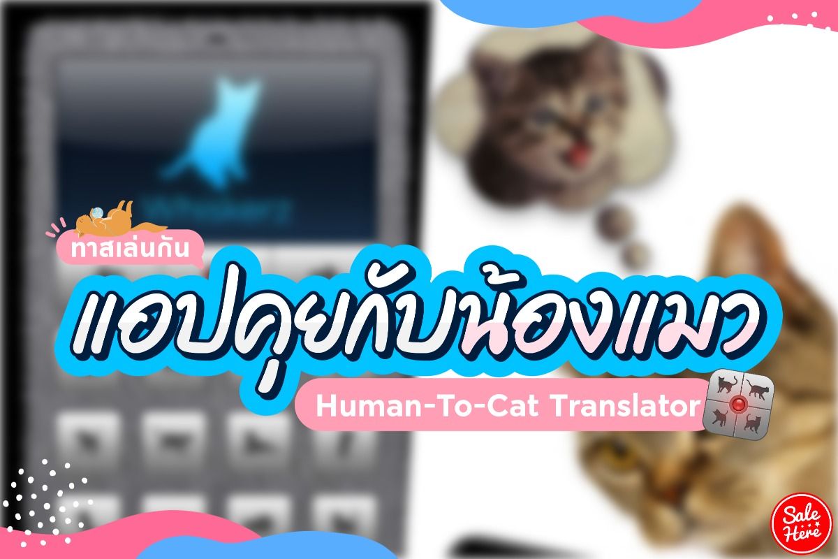 ทาสแมวเล่นกัน ! แอปคุยกับน้องแมว เปลี่ยนเสียงเราให้เป็นภาษาแมว กันยายน 2021  - Sale Here