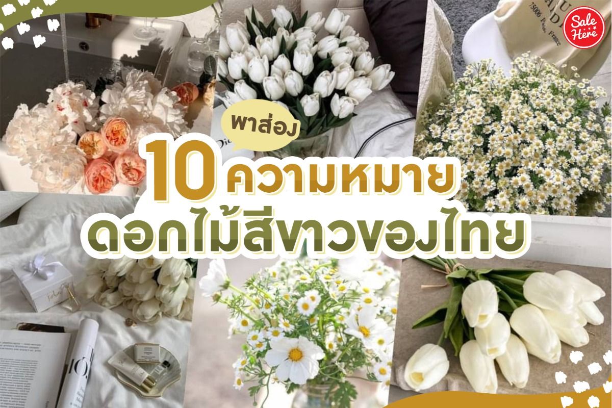 พาส่อง 10 ความหมายดอกไม้สีขาวของไทย กันยายน 2021 - Sale Here