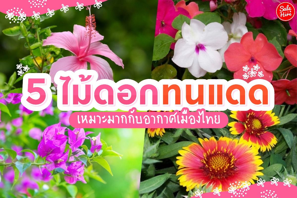 5 ไม้ดอกทนแดด เลี้ยงง่าย เหมาะมากกับอากาศเมืองไทย ตุลาคม 2021 - Sale Here