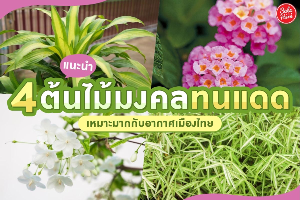 แนะนำ 4 ต้นไม้มงคลทนแดด เหมาะมากกับอากาศเมืองไทย ตุลาคม 2021 - Sale Here