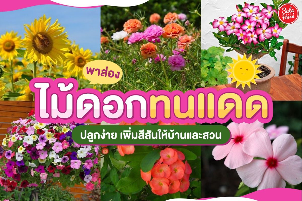 พาส่อง ไม้ดอกทนแดด ปลูกง่าย เพิ่มสีสันให้บ้านและสวน พฤศจิกายน 2021 - Sale  Here