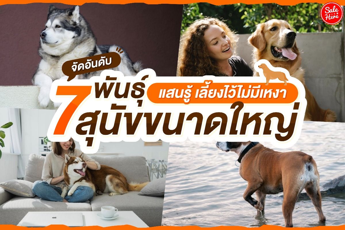 จัดอันดับ 7 พันธุ์สุนัขขนาดใหญ่ แสนรู้ เลี้ยงไว้ไม่มีเหงา ธันวาคม 2021 -  Sale Here