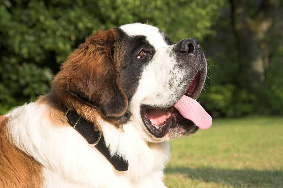 จัดอันดับ 7 พันธุ์สุนัขขนาดใหญ่ แสนรู้ เลี้ยงไว้ไม่มีเหงา ธันวาคม 2021 -  Sale Here