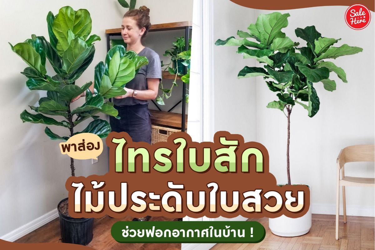 ปลูกไม้ประดับ: เคล็ดลับในการเลือกและดูแลไม้ต้นสวยในบ้าน - Phụ Tùng Ô Tô Cpa