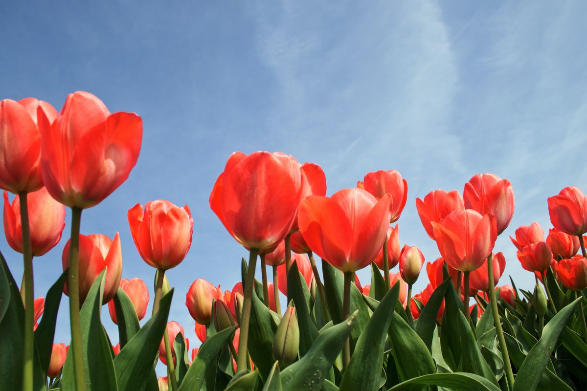 เช็กความหมาย ดอกไม้ทิวลิปแต่ละสี ก่อนยื่นให้คนข้างตัว พฤษภาคม 2022 - Sale  Here