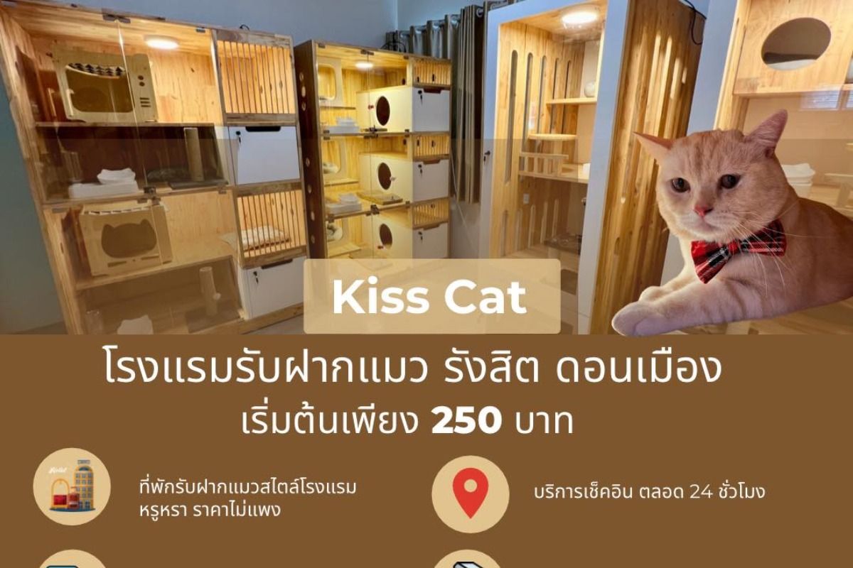 Kiss Cat ที่พักแมวสไตล์โรงแรม หรูหรา ราคาไม่แพง เริ่มต้นเพียง 250.- เมษายน  2023 - Sale Here