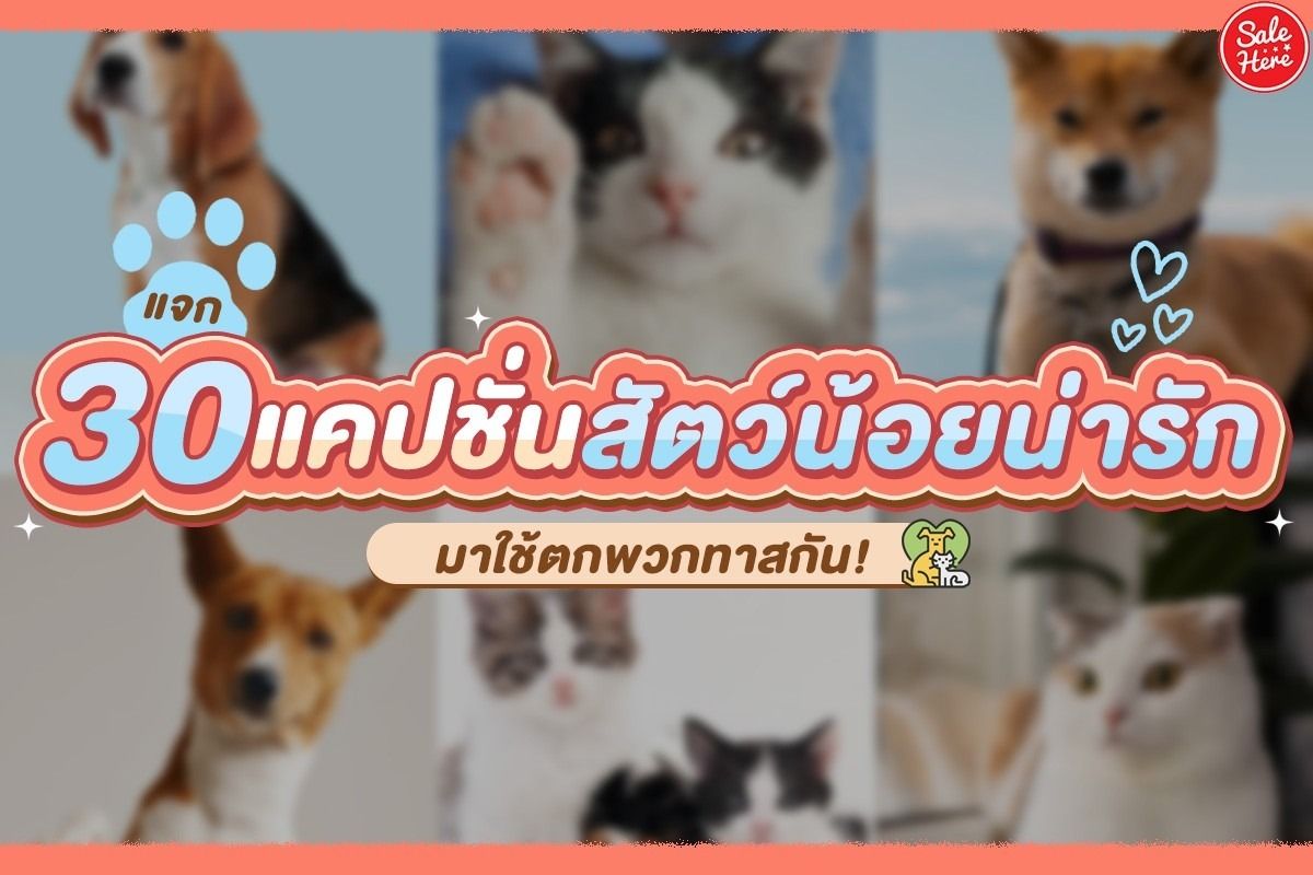 แจก 30 แคปชั่นสัตว์น้อยน่ารัก มาใช้ตกพวกพาสกัน! พฤศจิกายน 2023 - Sale Here