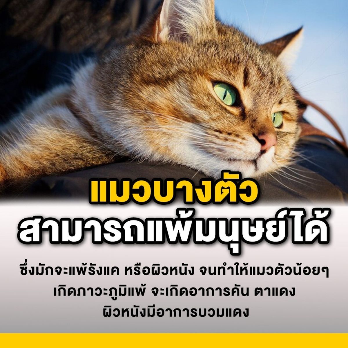 รวม 15 เกร็ดความรู้รอบตัว ที่ไม่รู้มาก่อน แต่รู้ไว้ก็ดี กรกฎาคม 2023 - Sale  Here