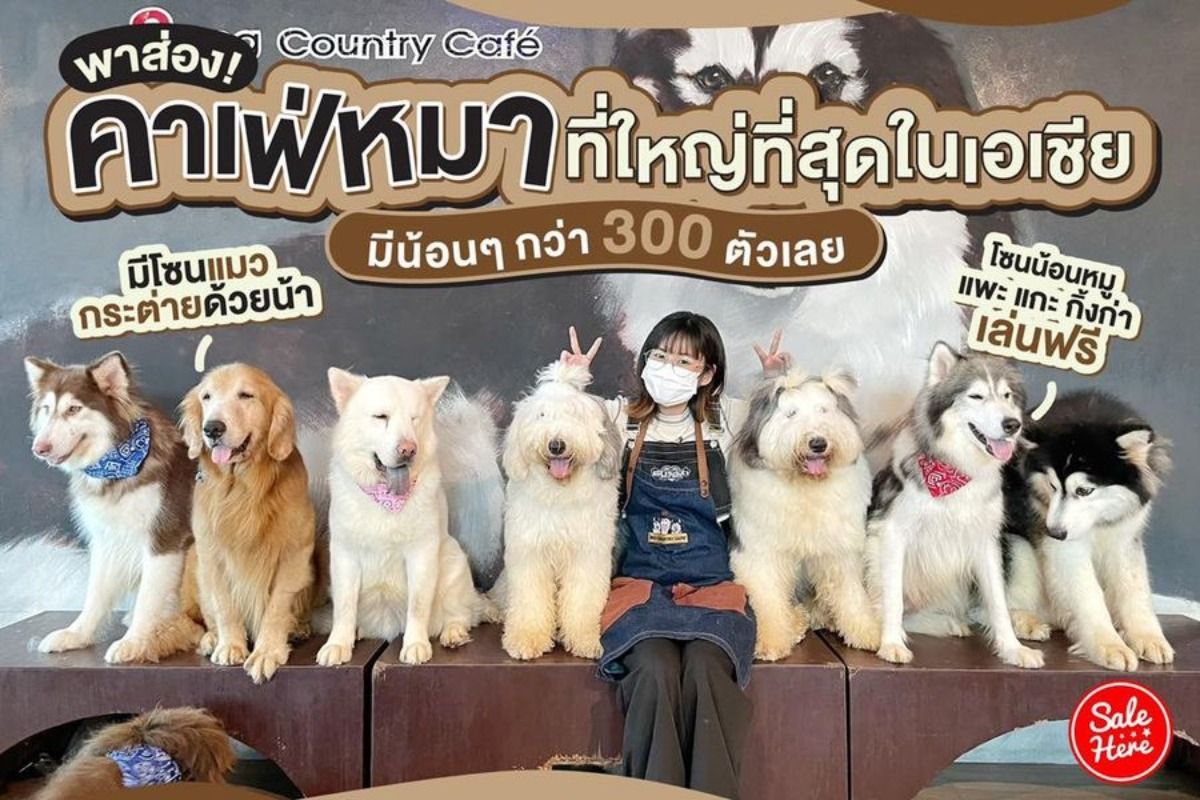 พาส่อง Dog Country Cafe คาเฟ่หมาที่ใหญ่ที่สุดในเอเชีย กรกฎาคม 2023 - Sale  Here