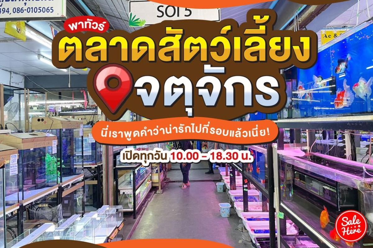 พาทัวร์ ตลาดสัตว์เลี้ยงจตุจักร นี่เราพูดคำว่าน่ารักไปกี่รอบแล้วเนี่ย!  มกราคม 2023 - Sale Here