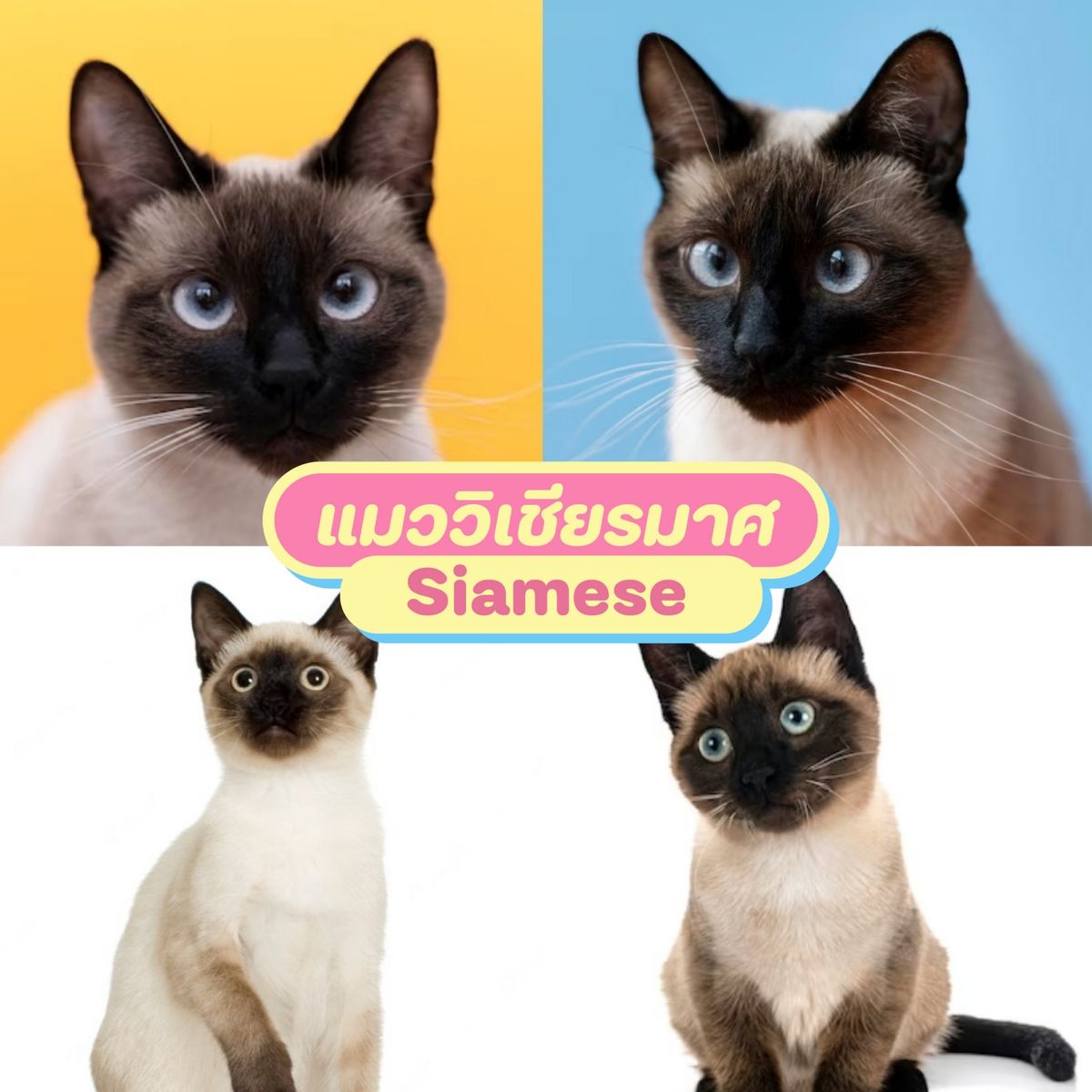 รวม สายพันธุ์แมว แมวน้อยน่ารัก นิสัยน่าเลี้ยง สิงหาคม 2023 - Sale Here