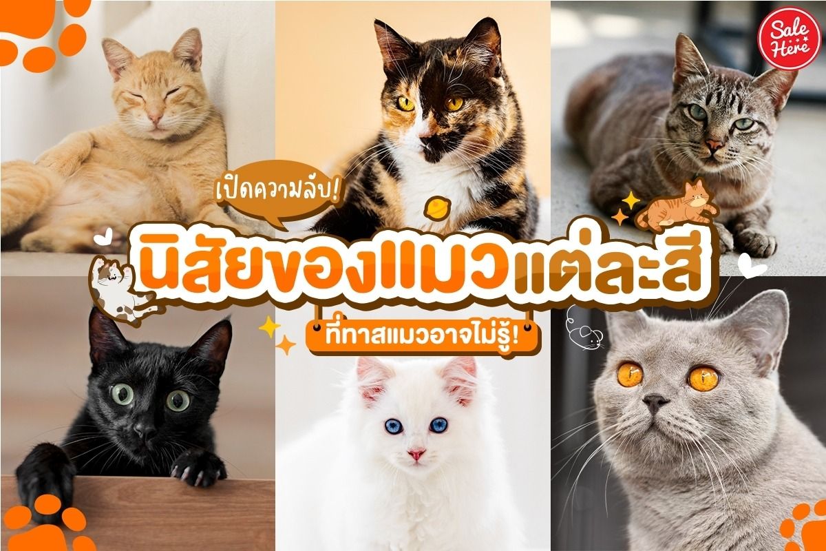 เปิดความลับ! นิสัยของแมวแต่ละสี ที่ทาสแมวอาจไม่รู้ พฤศจิกายน 2023 - Sale  Here