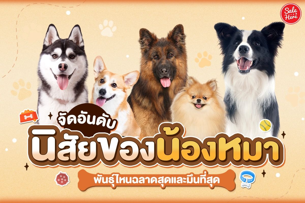 จัดอันดับ นิสัยของน้องหมา พันธุ์ไหนฉลาดสุดและมึนที่สุด พฤศจิกายน 2023 -  Sale Here