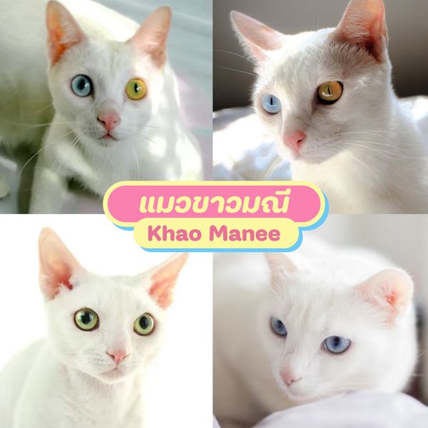 รวม สายพันธุ์แมว แมวน้อยน่ารัก นิสัยน่าเลี้ยง - Sale Here