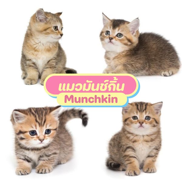 รวม สายพันธุ์แมว แมวน้อยน่ารัก นิสัยน่าเลี้ยง - Sale Here