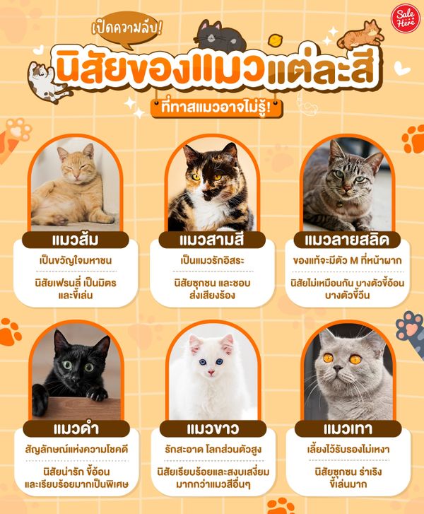 เปิดความลับ! นิสัยของแมวแต่ละสี ที่ทาสแมวอาจไม่รู้ - Sale Here